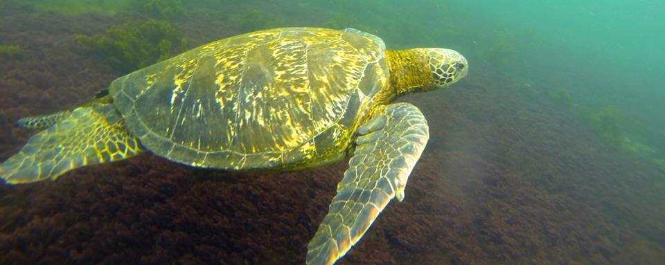 turtle galapagos islands